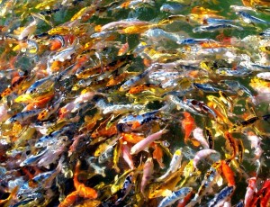 Koi_Fingerlings Koi