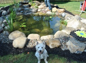 New Jersey Pond Services & Water Garden Services | Full Service ...