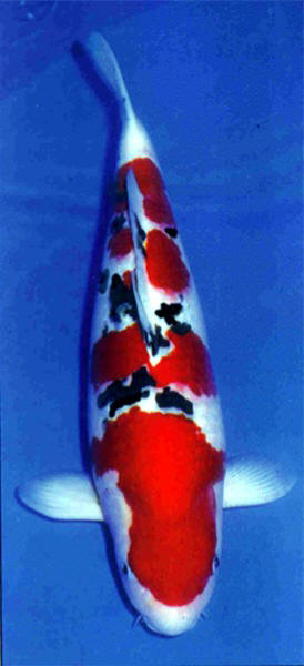 sanke koi