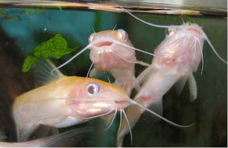 How do you care for a Pangasius catfish?