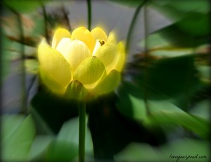 Amazing Lotus Flower