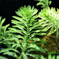 parrotfeather myriophyllum aquaticum