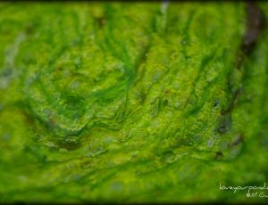 What is string algae?