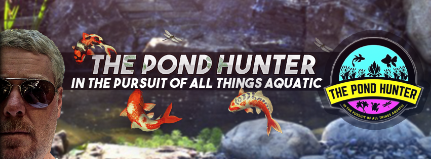 The Pond Hunter, in the pursuit of all things acquatic