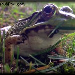 frogs new jersey