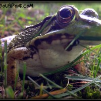 frogs new jersey
