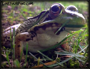 frogs new jersey
