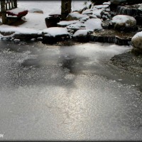 pond care new jersey NJ