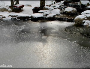 pond care new jersey NJ