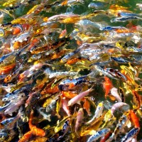 Koi