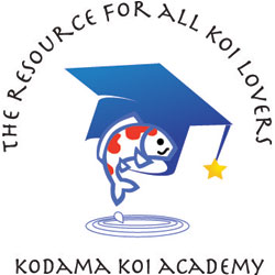 Kodama Koi