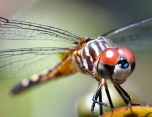 dragonfly