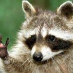 raccoon