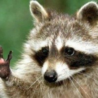 raccoon