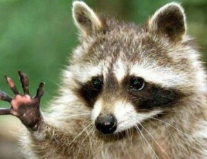 raccoon