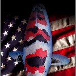 American Koi