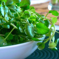 watercress