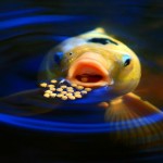 Koi Feeding