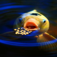 Koi Feeding