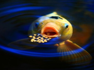 Koi Feeding