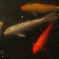 koi under ice