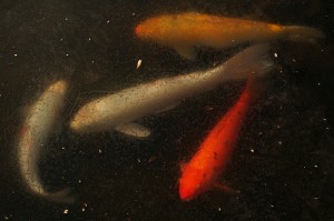 koi under ice