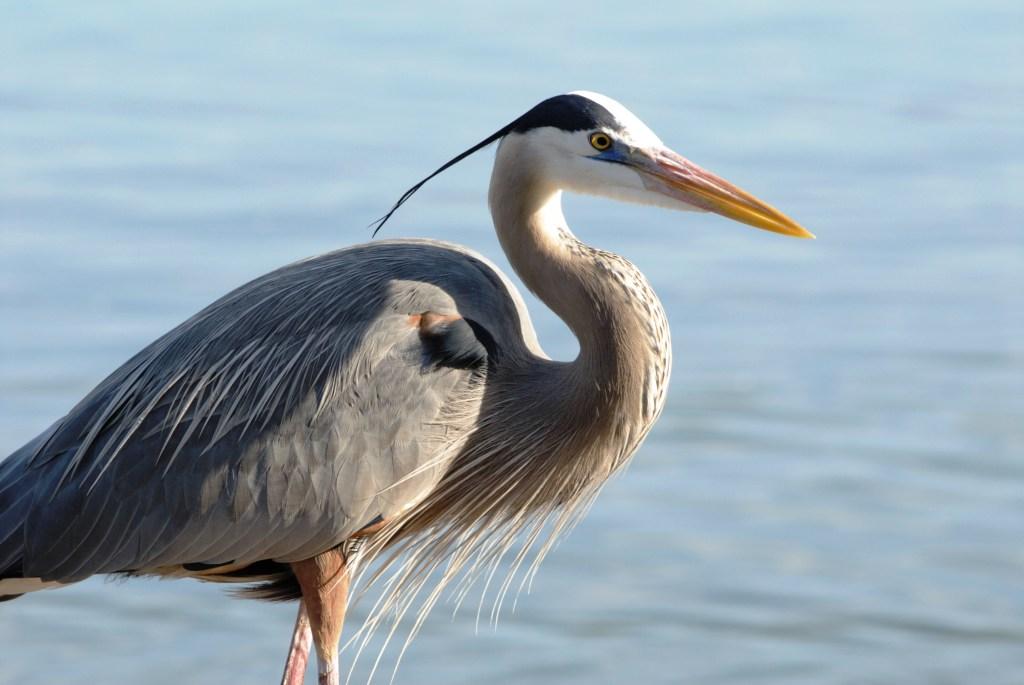 THE GREAT BLUE HERON AND YOUR POND - Full Service Aquatics