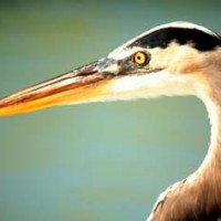 blue heron new jersey