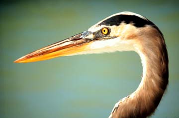 Blue heron prey on koi and pond fish, learn how to protect your pond.