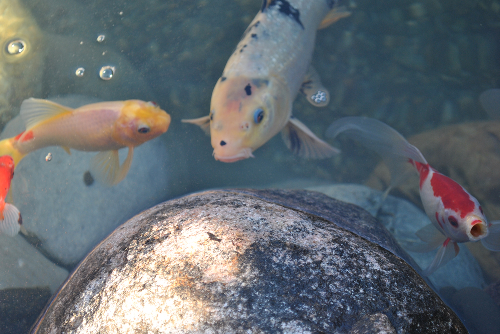 How To Feed Pond Fish Full Service Aquatics