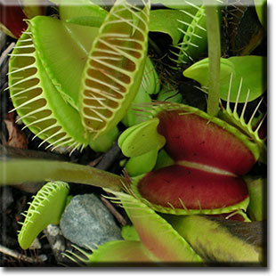 carnivorous plants eating human