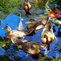duck pond