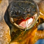 snapping turtle