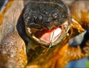 snapping turtle