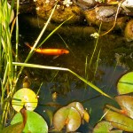 golden orfe pond fish New Jersey