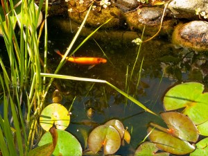 golden orfe pond fish New Jersey