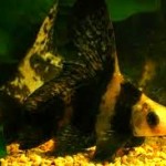Chinese Hi Fin Shark