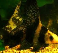 Chinese Hi Fin Shark