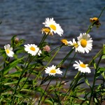 Aquatic Weed Overgrowth Removal