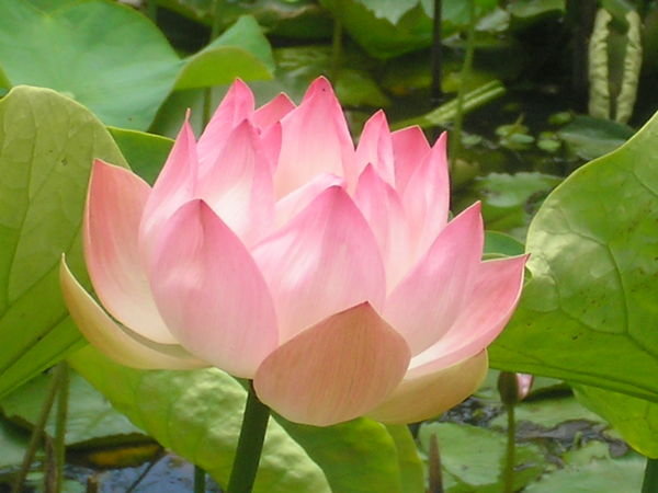 Summit NJ Lotus Flowers & Pond Service | Full Service Aquatics