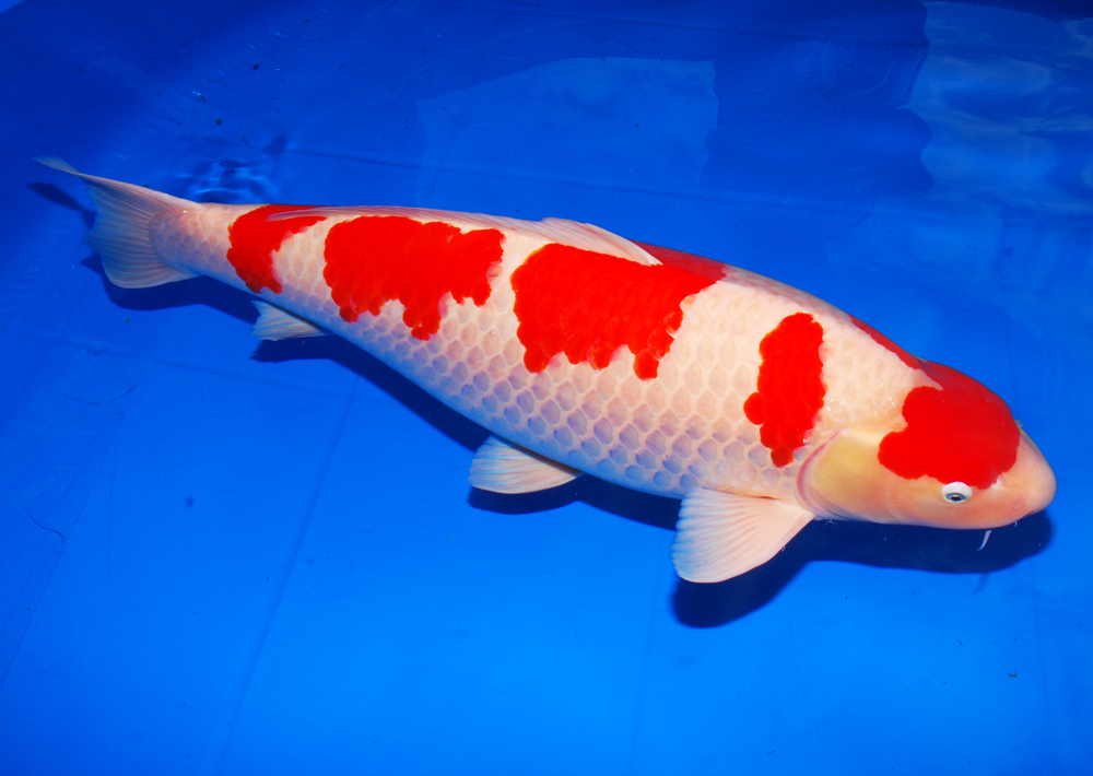 Fish Guide For New Jersey Koi Ponds