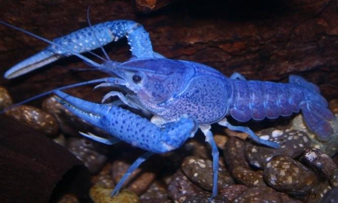 Crayfish in Backyard Ponds