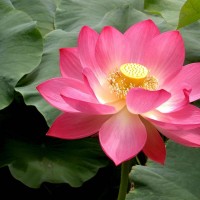 lotus flower summit, nj