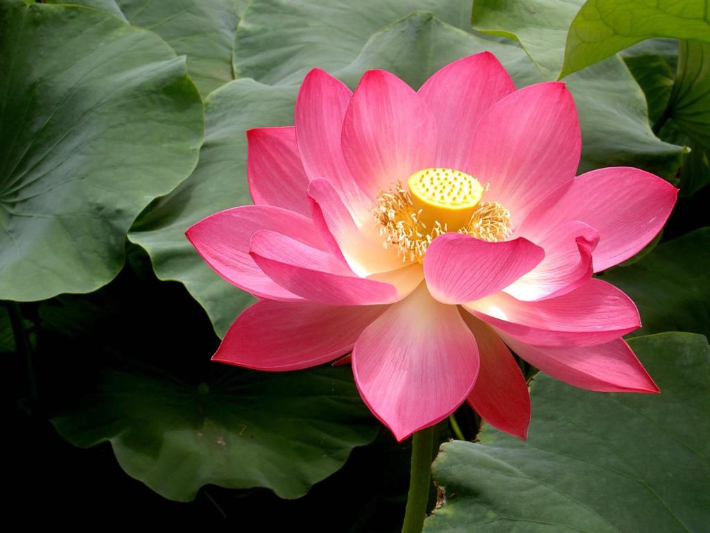 Lotus flower is much more than meets the eye, it meets the palate too!