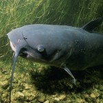 catfish in the pond