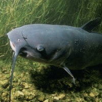 catfish in the pond