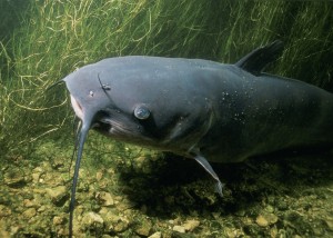 Catfish In The Backyard Pond And Water Garden