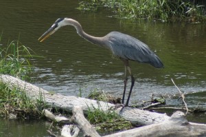 Why Herons Are Attracted To Garden Ponds