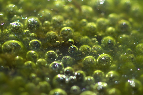 Pond Algae Identify And Control Different Algae Types In Your Pond