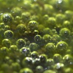 pond algae string algae